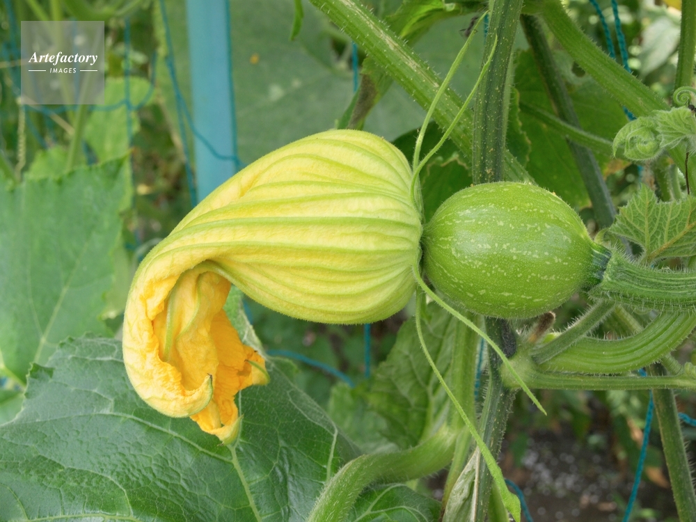カボチャ 雌花のおわり