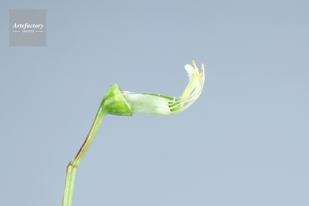 エンドウ 花のつくりａ