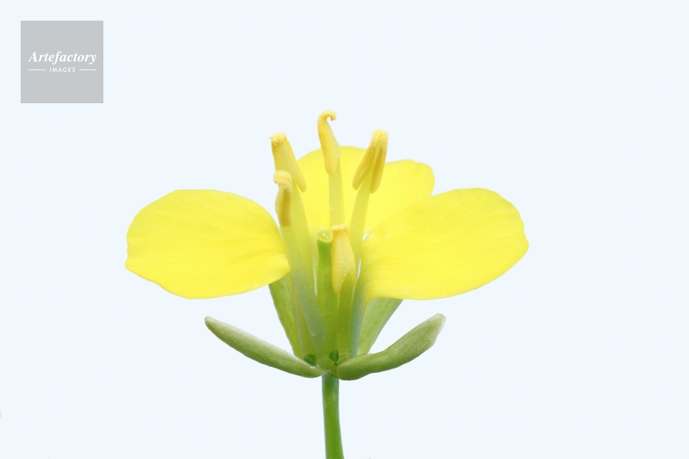 アブラナ 花断面