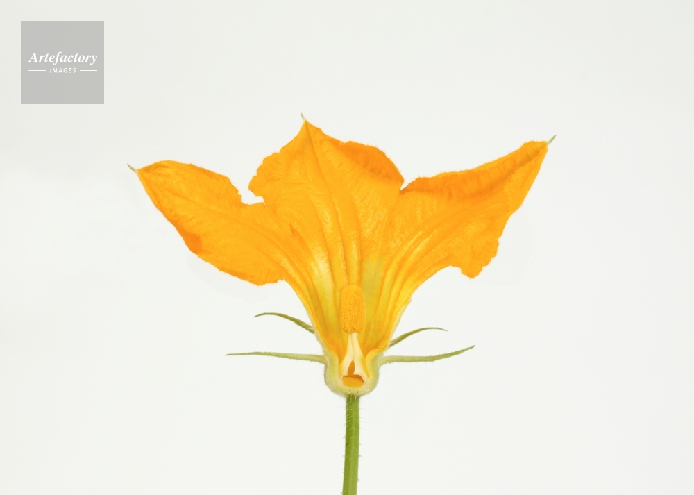 オモチャカボチャ・雄花断面