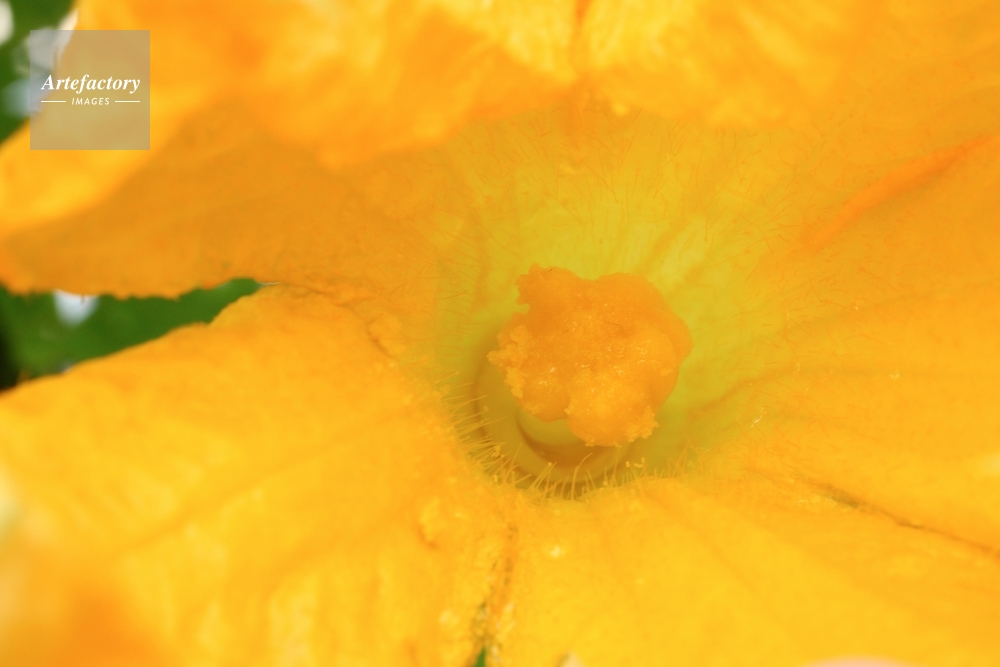 オモチャカボチャ 受粉した雌花