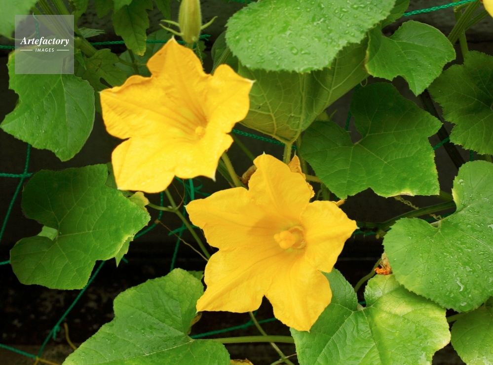 オモチャカボチャ 雄花と雌花