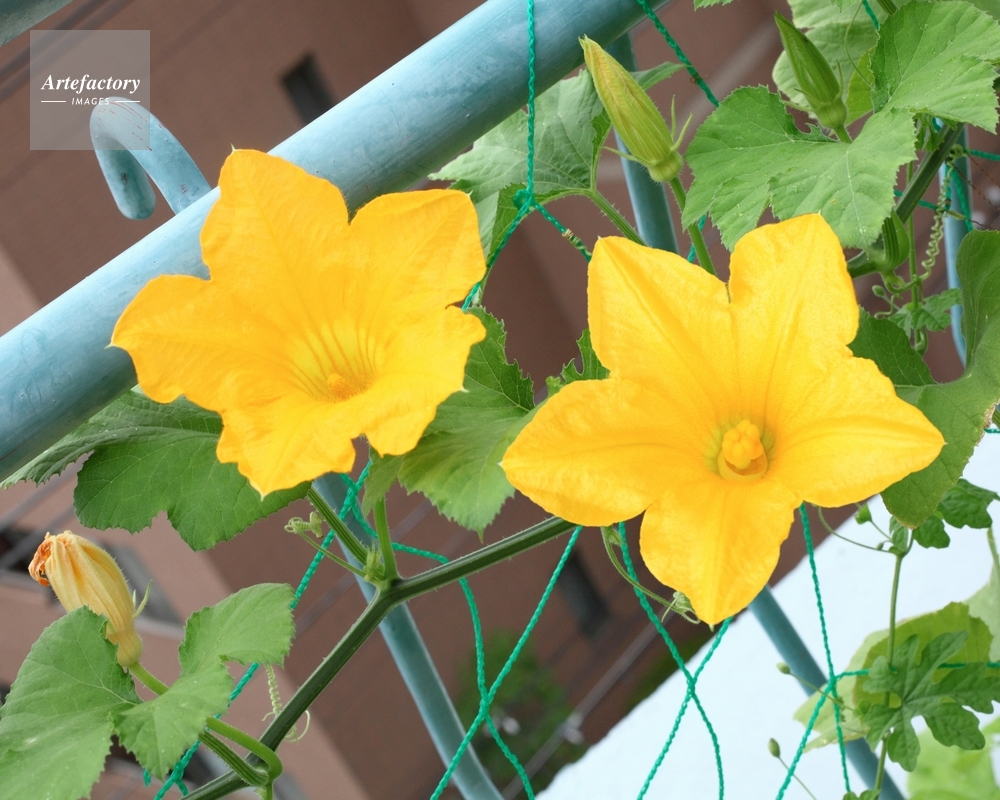 オモチャカボチャ 雄花と雌花