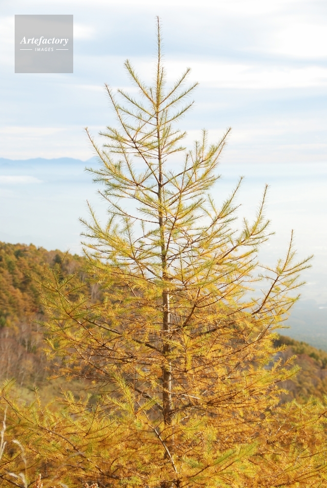 カラマツの紅葉