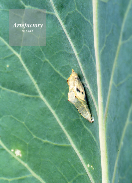 ﾓﾝｼﾛﾁｮｳ 羽化の近い蛹