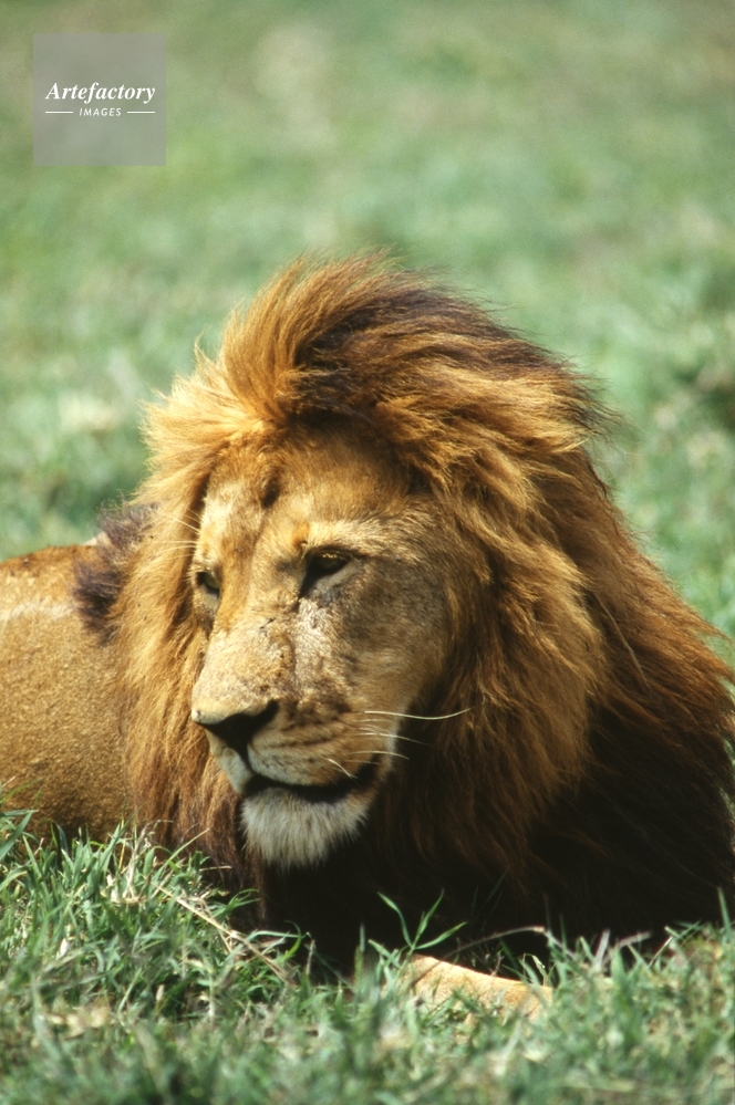 アフリカライオン・♂