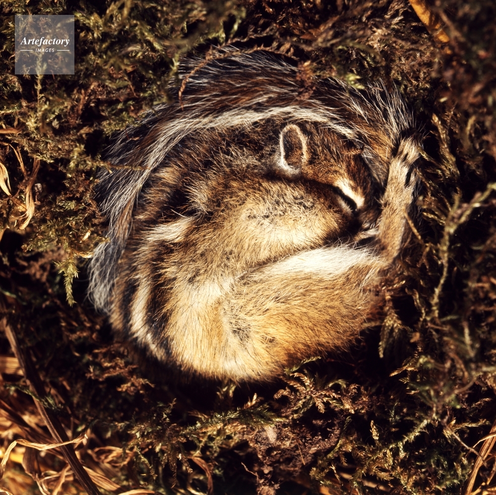 冬眠 する 動物一覧 リス – 冬眠から覚める動物 – AGTA