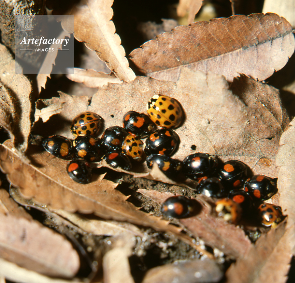 冬眠中のテントウムシ ナミテントウ
