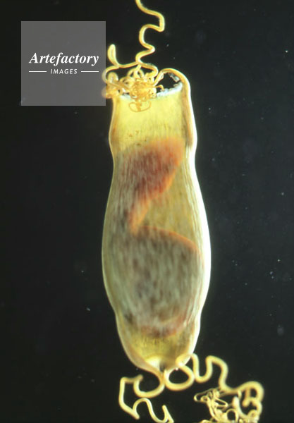 トラザメの卵 産卵後９ヶ月