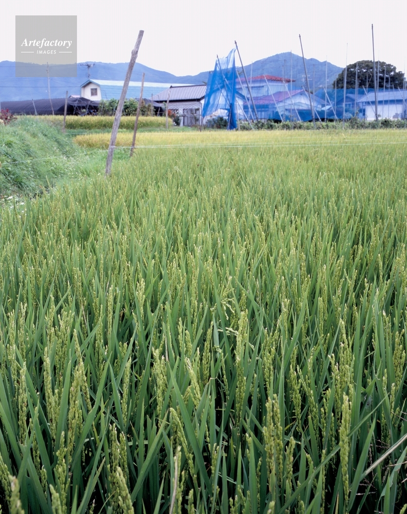 冷害で実らない稲