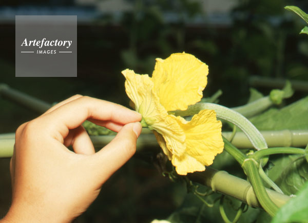 ヘチマの人工受粉