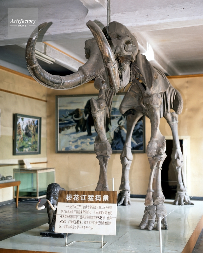 マンモスの化石