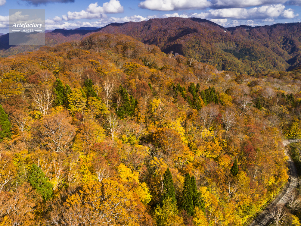 白神山地紅葉の写真 白神山地 岳岱自然観察教育林の紅葉(秋田県) ｜紅葉名所2024