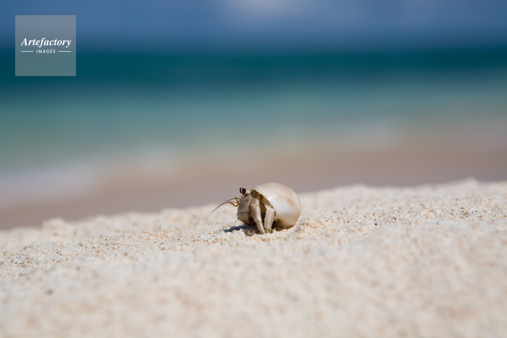 ヤドカリと砂浜と海