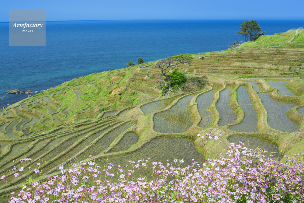 春の白米千枚田