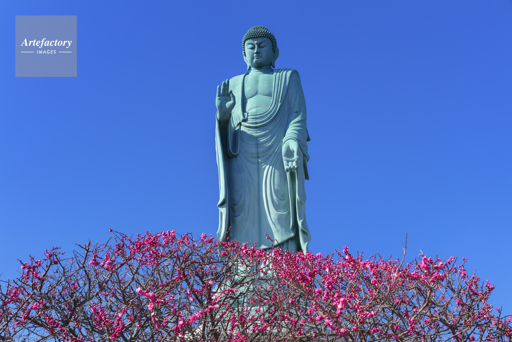 梅の花咲く 長浜びわこ大仏
