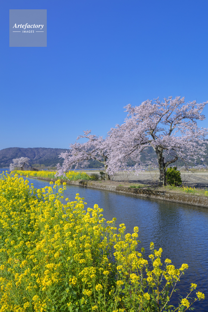 余呉湖の桜とナノハナ
