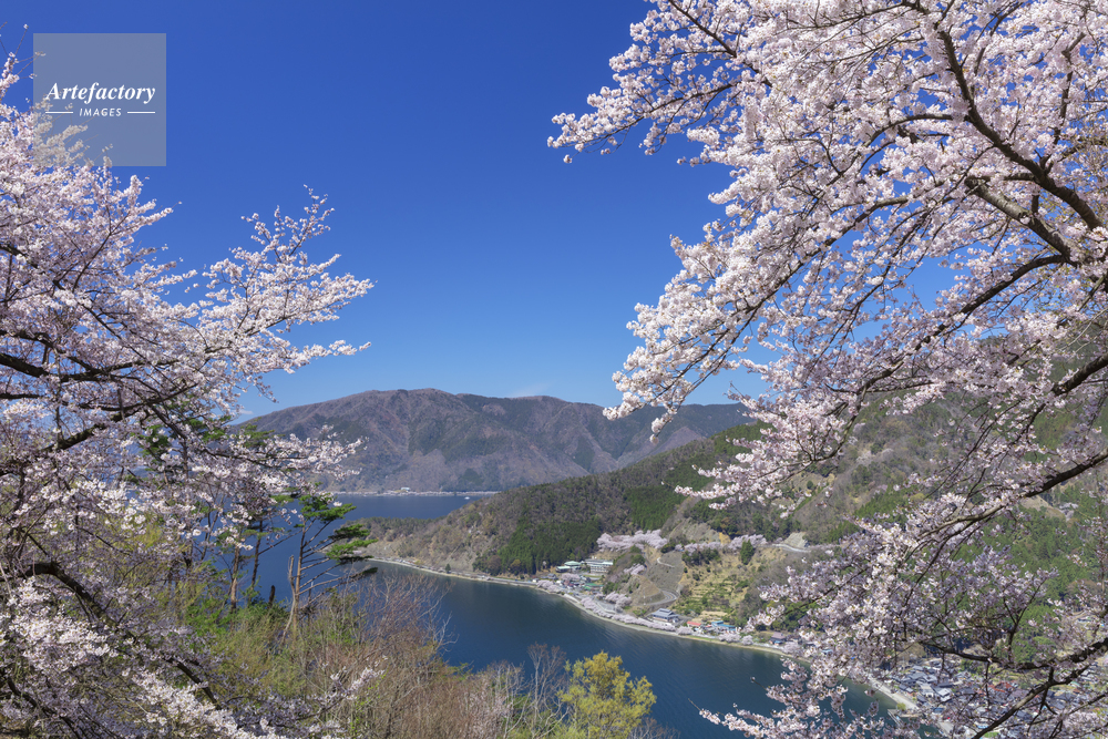 奥琵琶湖パークウェイの桜