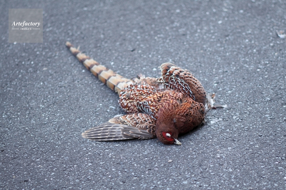 ヤマドリの死骸