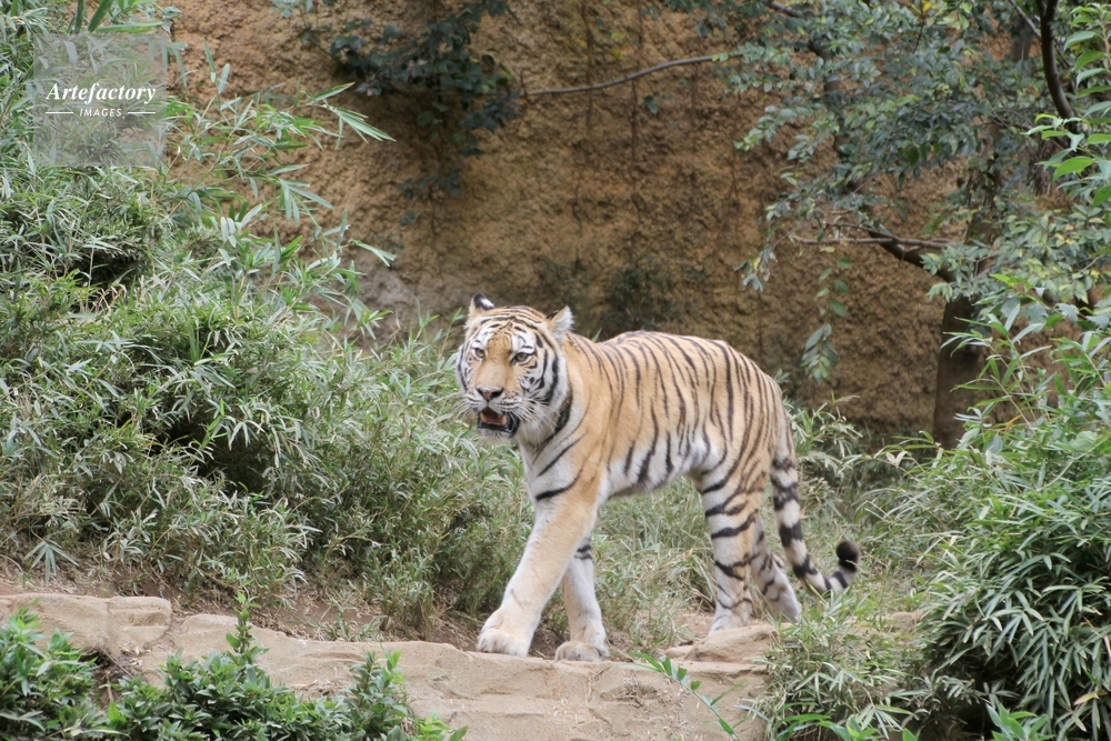 ジャワトラは絶滅していない可能性、研究の驚き