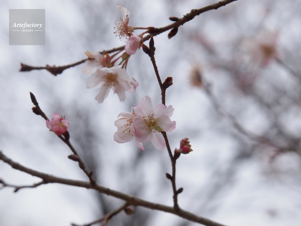 冬桜