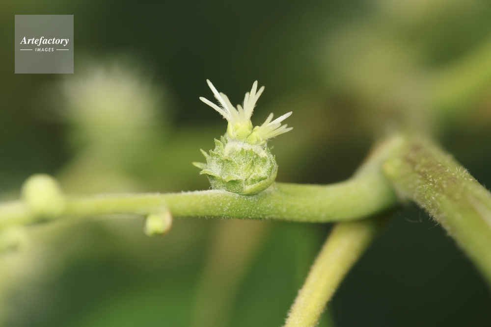 クリ 栗 雌花