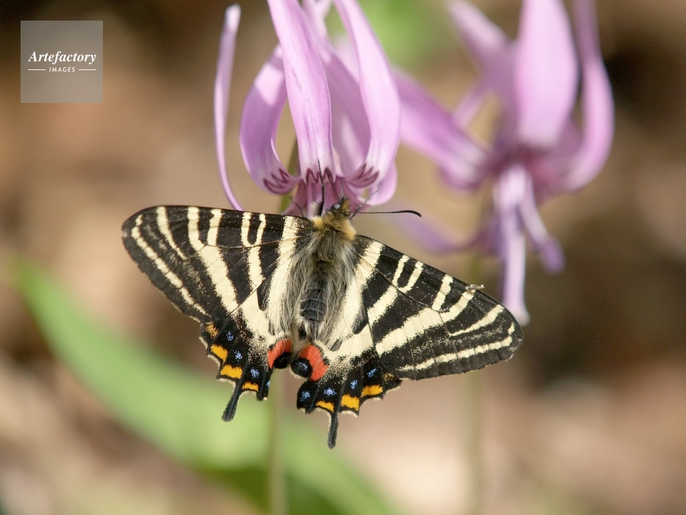 カタクリの花の蜜を吸うギフチョウ ギフチョウとヒメギフチョウ