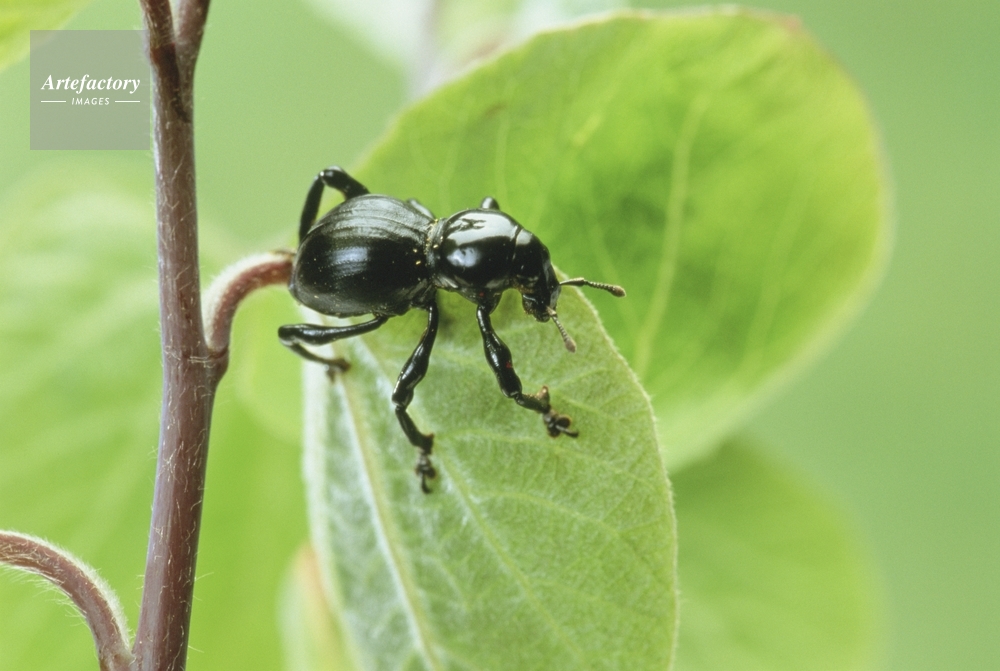 クロカタゾウムシ 硬い虫