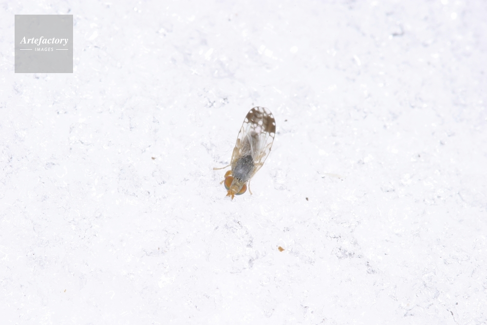 ミバエの仲間 雪の上に落ちた