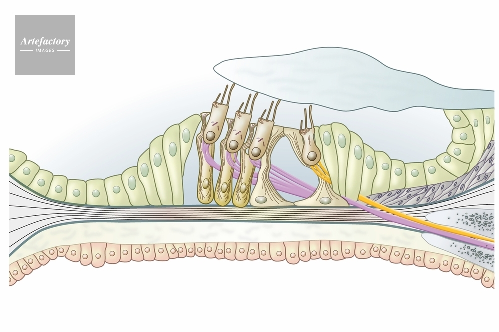 コルチトップのリーフレット