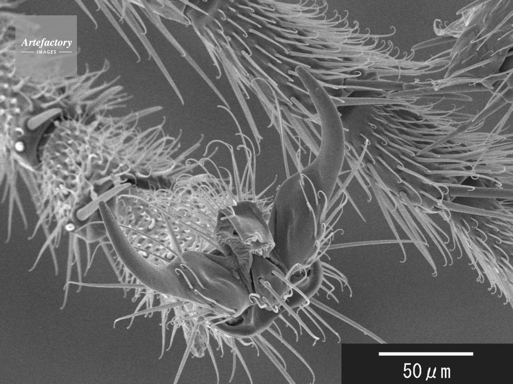 アリ 足先 拡大