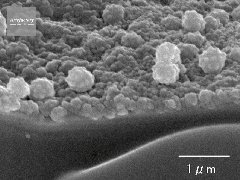 スギ 花粉表面 拡大