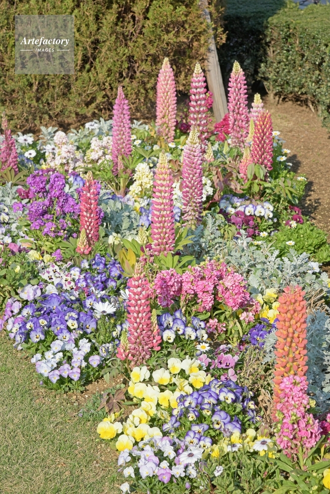 山下公園 ルピナスの花壇 山下公園 ルピナスの花壇