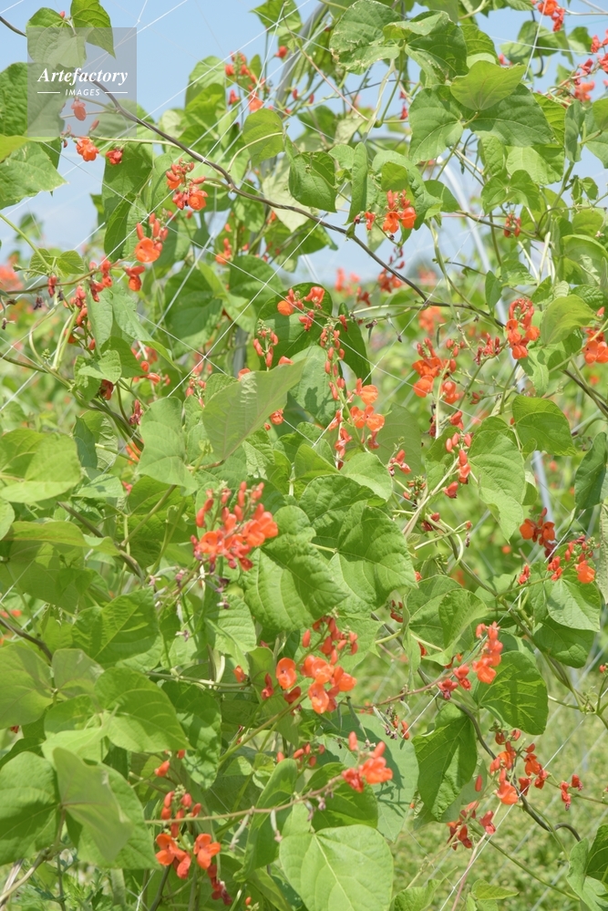 ベニバナインゲン 花豆 マメ科 花