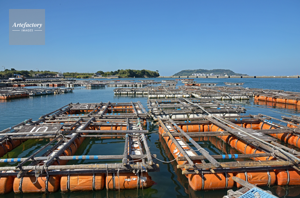 南風泊漁港 養殖いかだ