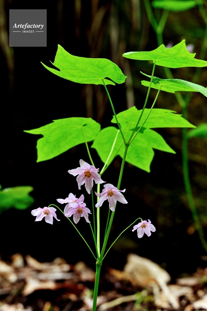 トガクシソウ（トガクシショウマ）