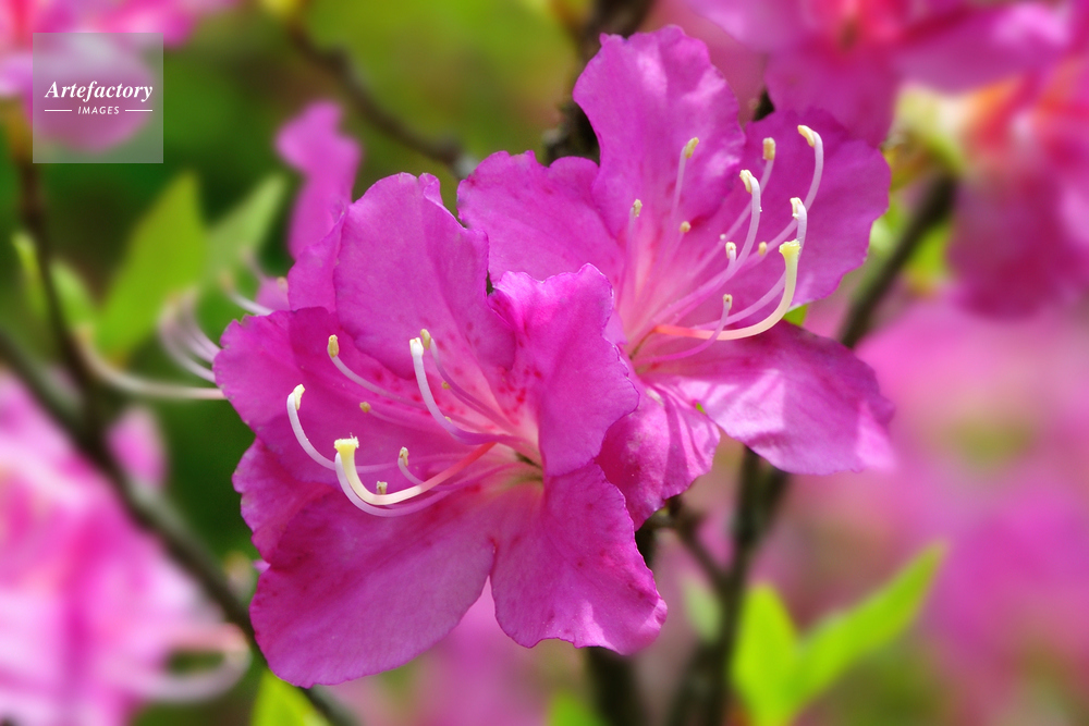 アシタカツツジ・花