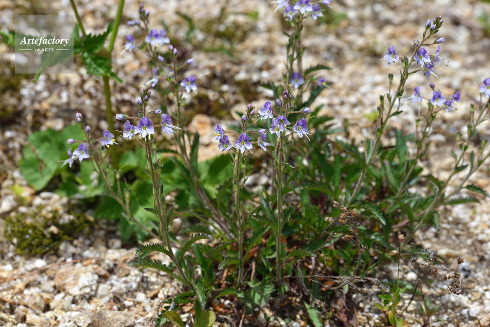 ミヤマクワガタ