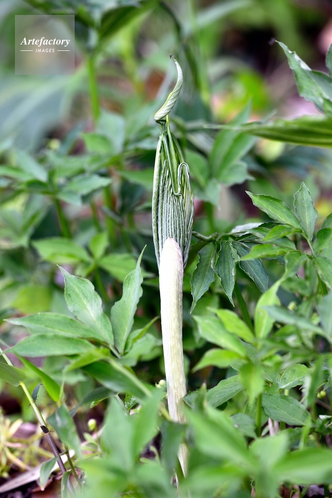 マイヅルテンナンショウ 芽生え マイヅルテンナンショウ 芽生え