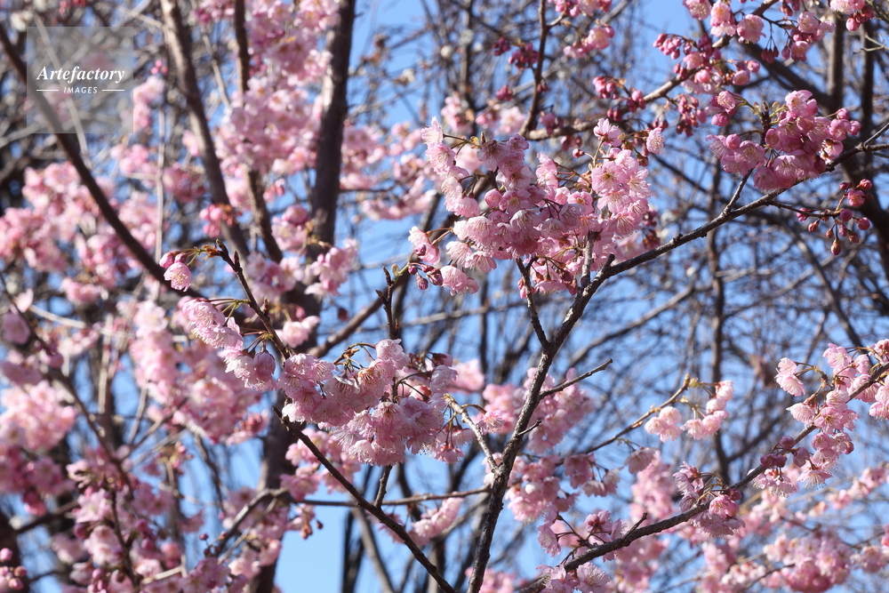 雪割り桜の花