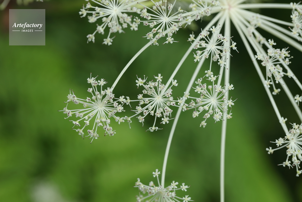 シシウドの花