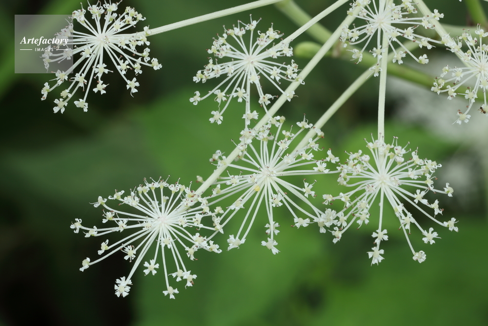シシウドの花