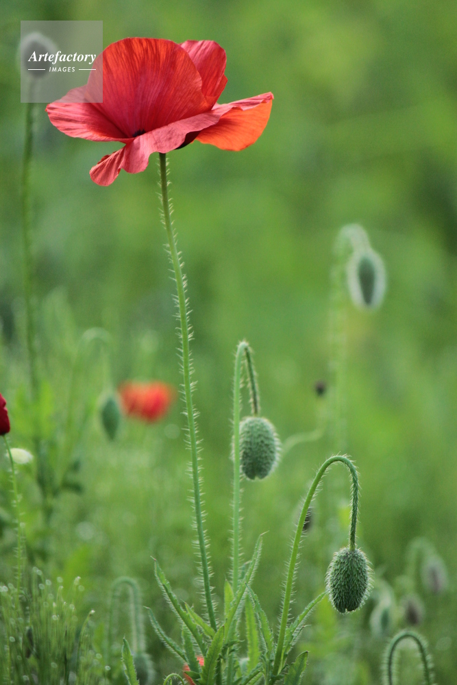 ひなげしの花とつぼみ