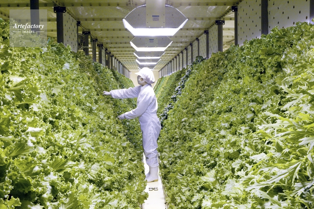 野菜の工場栽培 写真素材 [ 7123576 ] - フォトライブラリー photolibrary