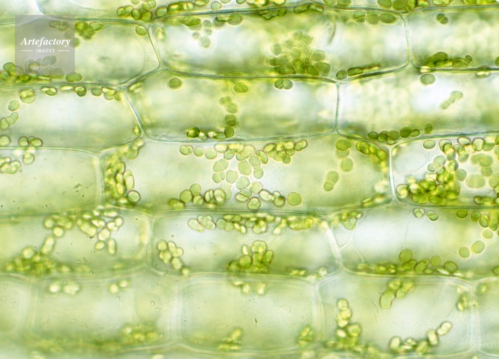 オオカナダモ の 葉 の 細胞